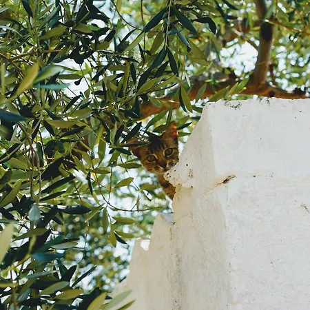 Masseria Pezze Galere Piscina Privata Alloggio per agriturismo *